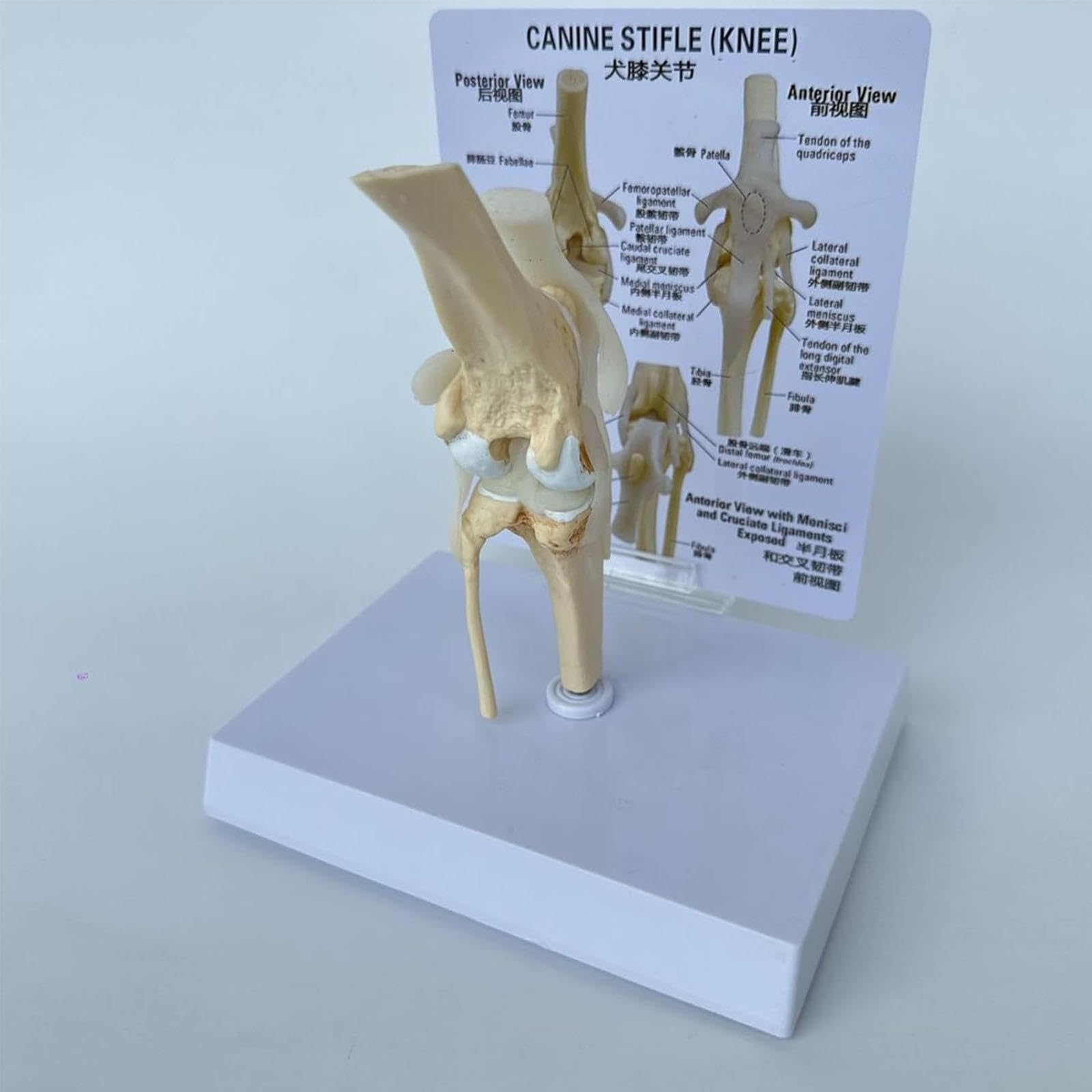 Model stawu kolanowego psa z więzadłami – szkielet psa do treningu medycznego, edukacji weterynaryjnej i badania anatomii zwierząt domowych