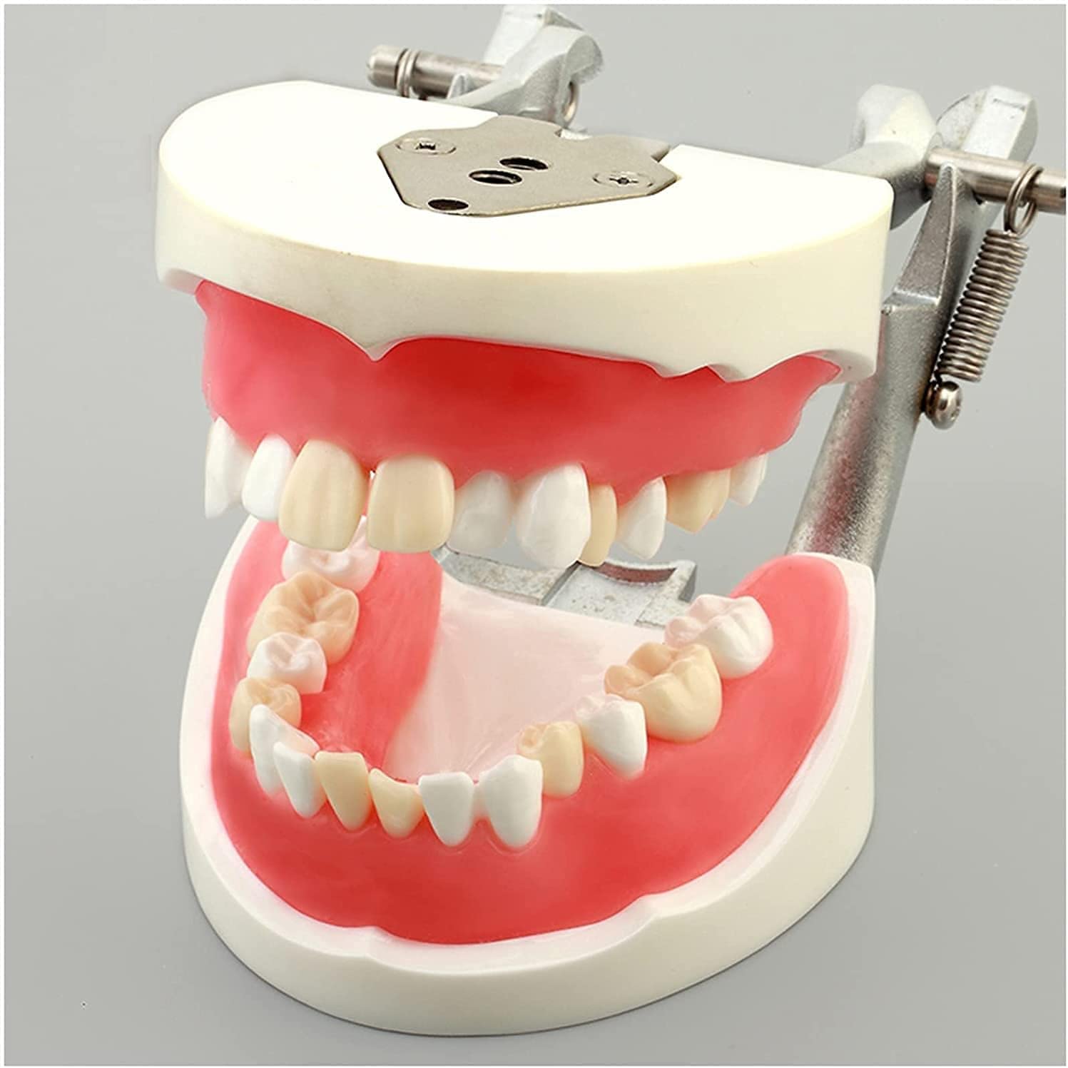 Model nauczania dentystycznego, model demonstracyjny wyjmowanych zębów do treningu dorosłych, standardowe materiały do nauki praktyki dentystycznej do użytku edukacyjnego