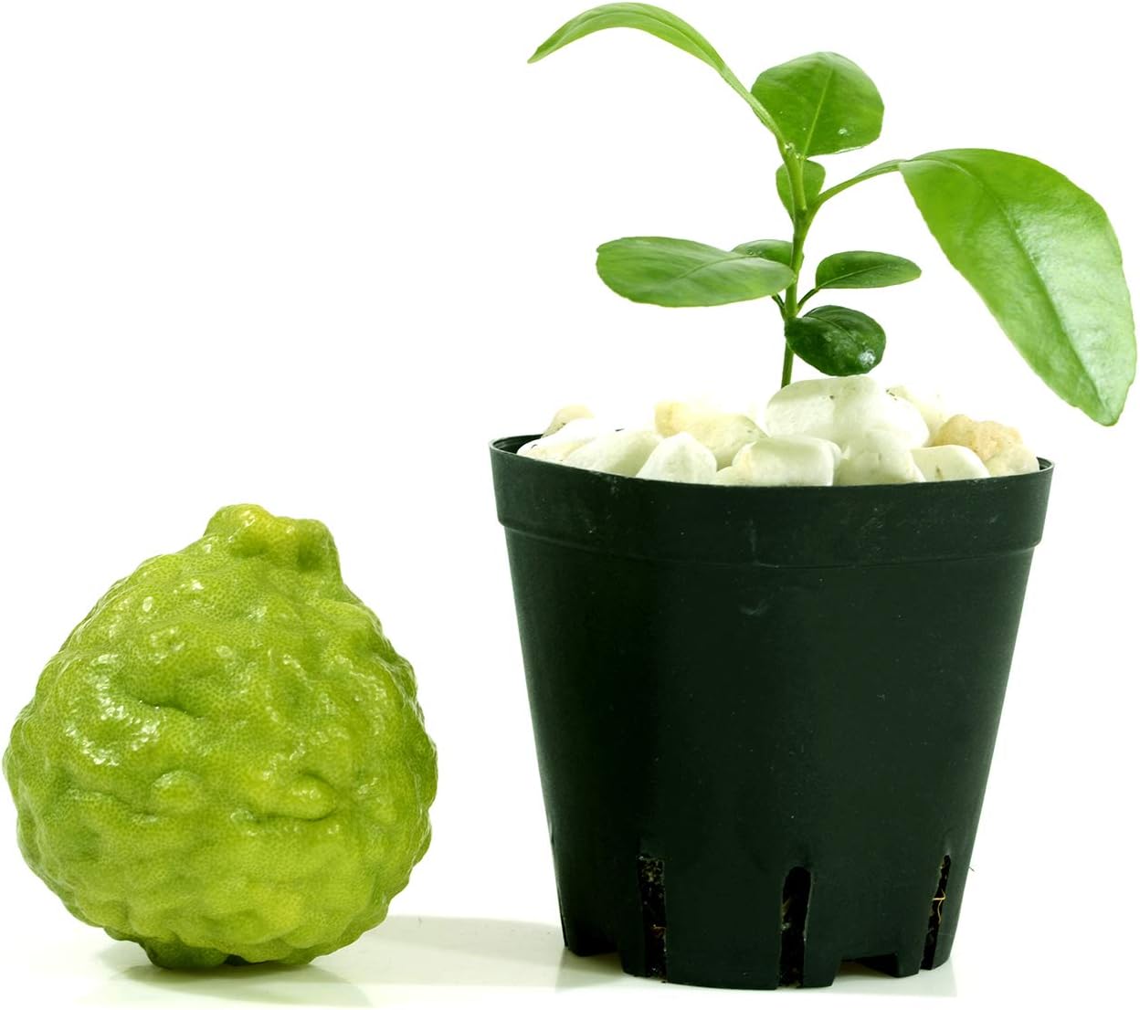 Kaffir Lime Tree Starter Plant. Citrus Hystrix. Makrut