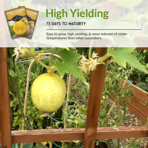 Survival Garden Seeds - Lemon Cucumber Seed For Planting - Packet With Instructions To Plant And Grow Little Yellow Cucumbers In Your Home Vegetable Garden - Non-Gmo Heirloom Variety #TOP5