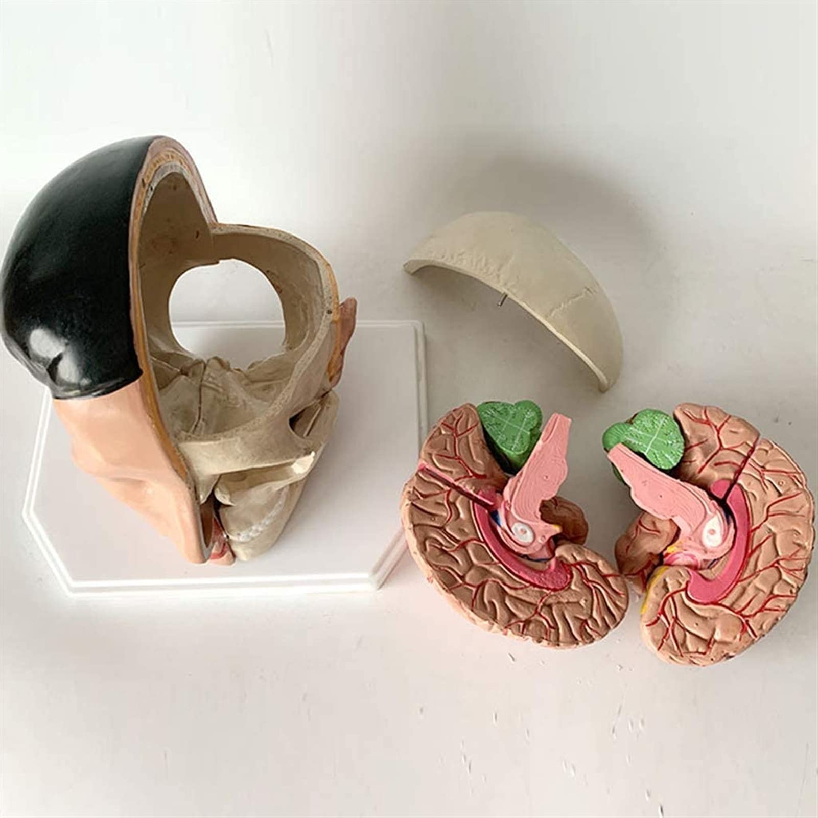 Modelo Cuerpo, Modelo Esqueleto, Modelo Educativo, Modelo Cerebro, Modelo Arteria Craneal, Cerebro Humano Extraíble Ayuda Educativa Médica, Equipo Laboratorio