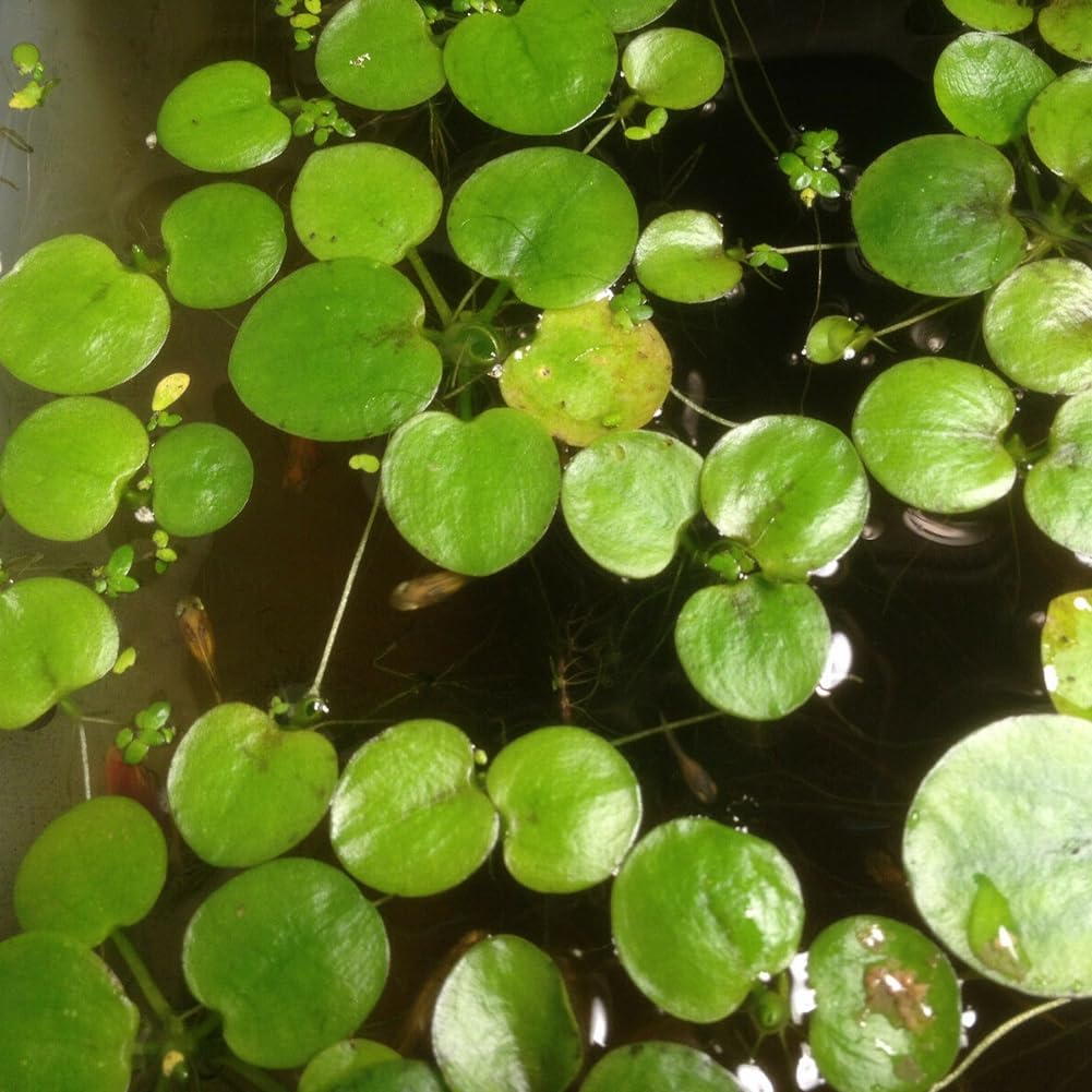 20 piezas estanque planta Lemna menor lenteja de agua, semillas acuario paisajismo decoración Semillas de lenteja de agua 20 unidades