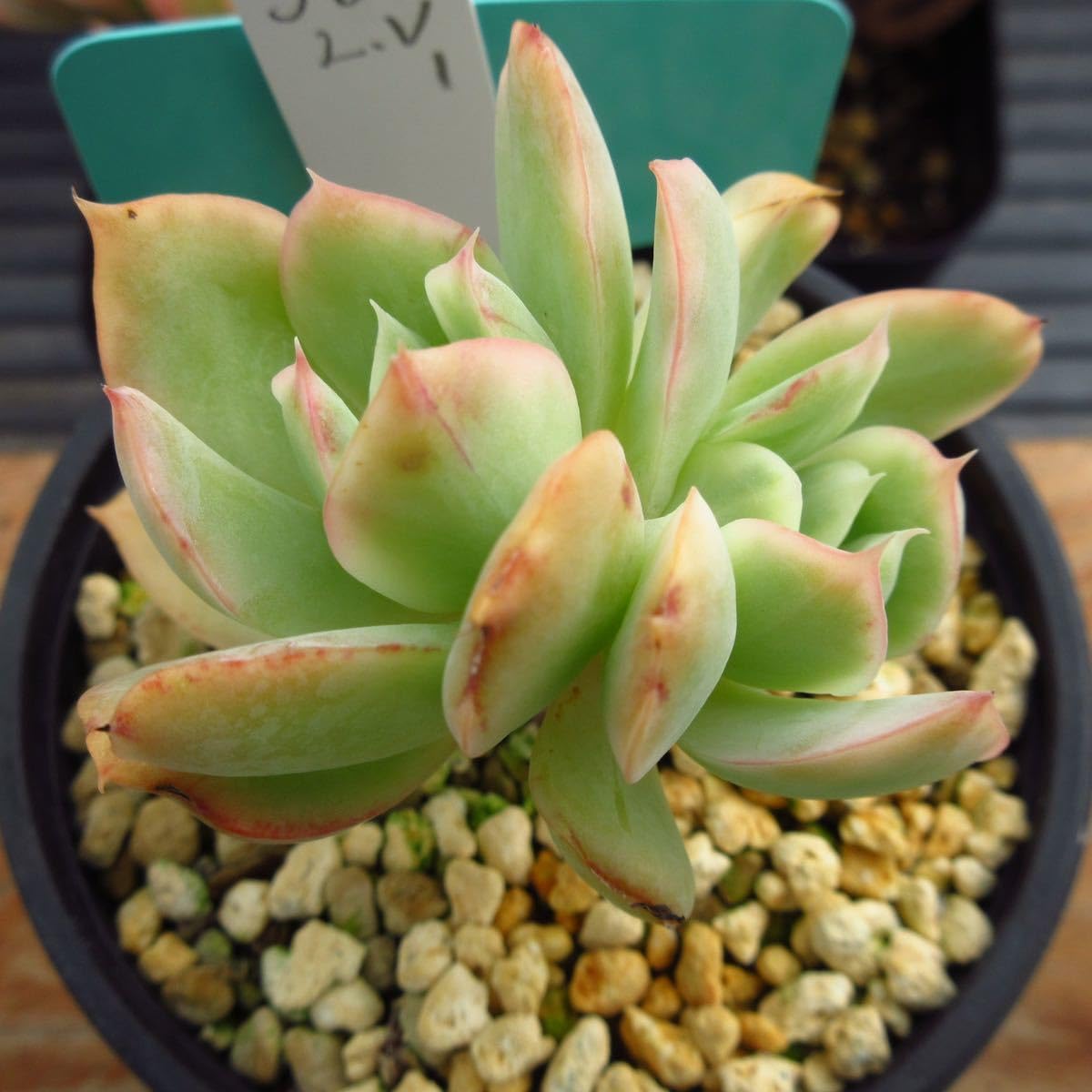 Amazon.co.jp: ！！多肉植物 ルエラ錦 韓国苗 美苗 農園直売 観葉植物 