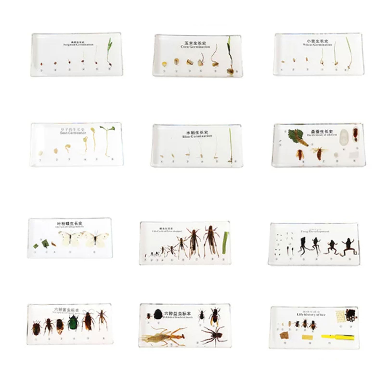 Specimens in Resina del Ciclo della Vita Montessori | Blocchi del Ciclo di Crescita di Piante e Insetti | Gioco Educativo di Scienze di Biologia per Bambini,M