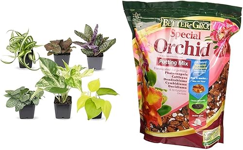 Plantas de interior fáciles de cultivar (paquete de 6), plantas de interior vivas en contenedores de plantas y bombilla solar 50000 Better GRO