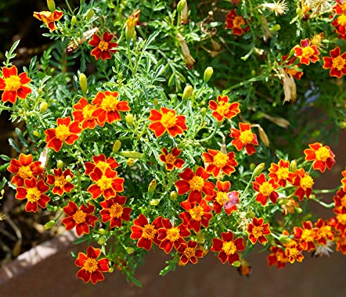 200 Tagetes Patula Seeds for Planting French Marigold Garden Flowers Seeds Easy to Grow Outdoor Home Garden Flower Seeds Gardening Supplies