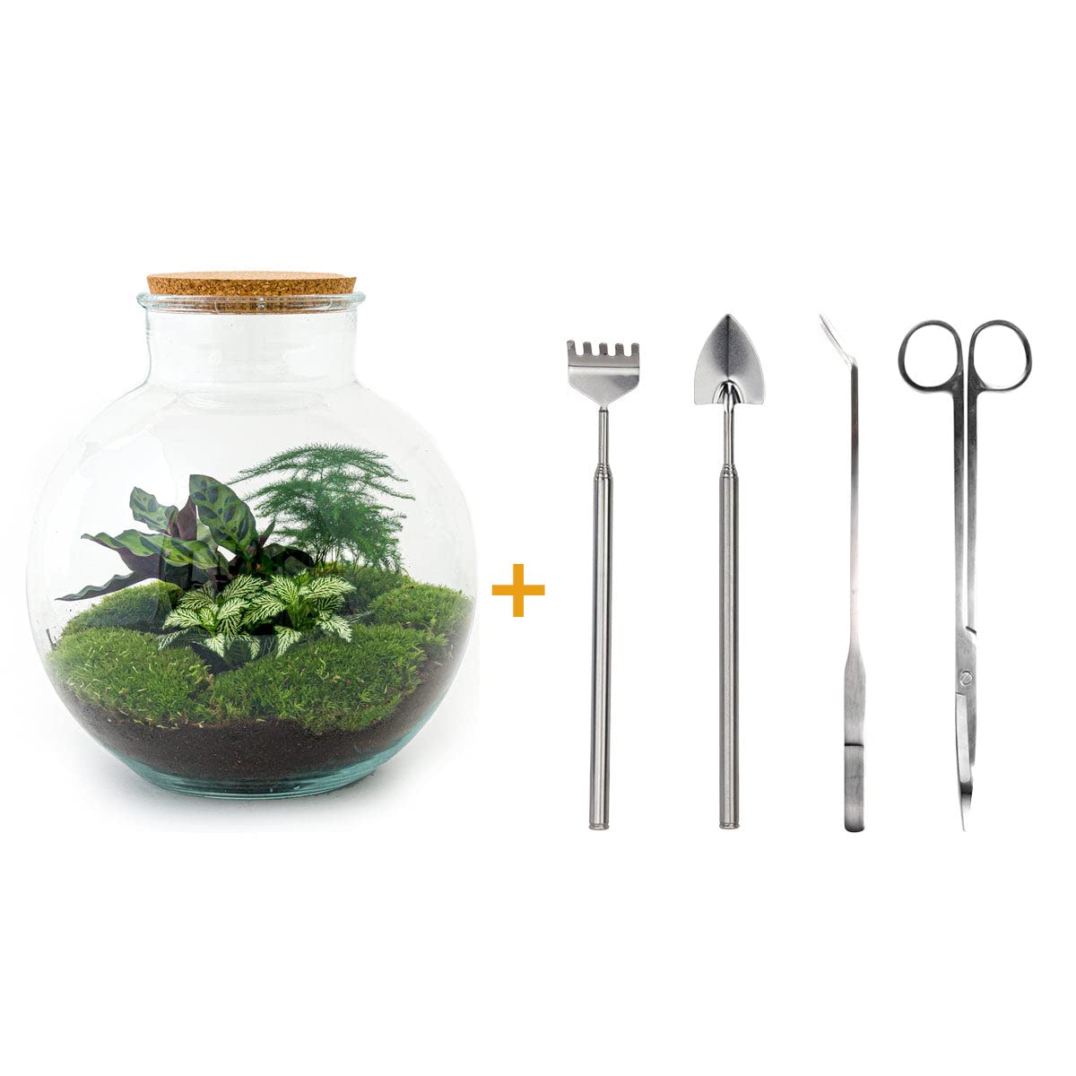 Terrarium do roślin • Bolder Bob • roślina ekosystemowa • ↑ 30 cm – DIY – kompletny zestaw terrarium – terrarium do roślin – urbanjngl | terrarium + grabie + łopatka