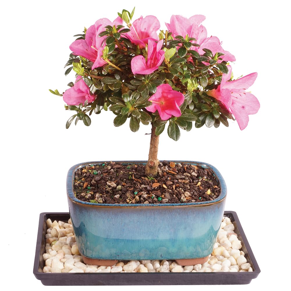 Brussel's Satsuki Azalea Bonsai - Small (Outdoor) with Humidity Tray & Deco Rock
