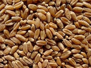 ORGANIC HARD WHEAT KERNELS- 22lb