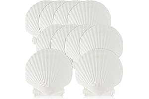 Natural Sea Shell Coquille St Jacques Scallop for Versatile Home Décor and Cooking