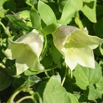 Codonopsis Codonopsis pilosula - Packet of 20 Seeds