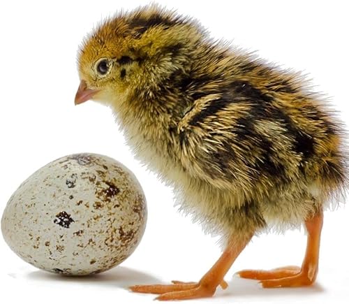 Miniatura 6 de 12 huevos fértiles de codorniz Coturnix para incubar