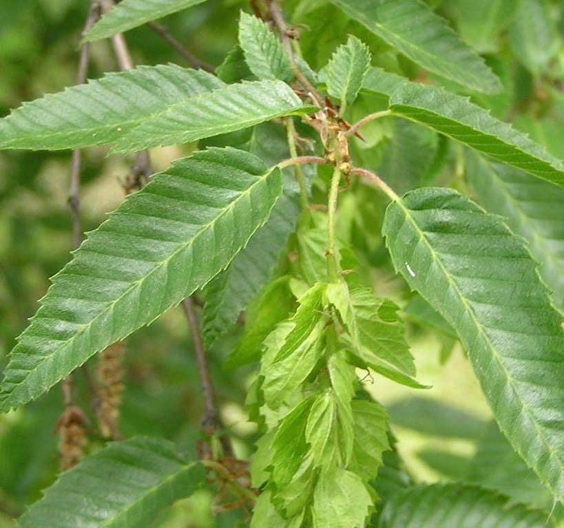 Carpinus orientalis (Oriental Hornbeam) Tree Seed, Glossy, Dark Green, and Small Leaves, You Choose The Quantity (10 Packs)