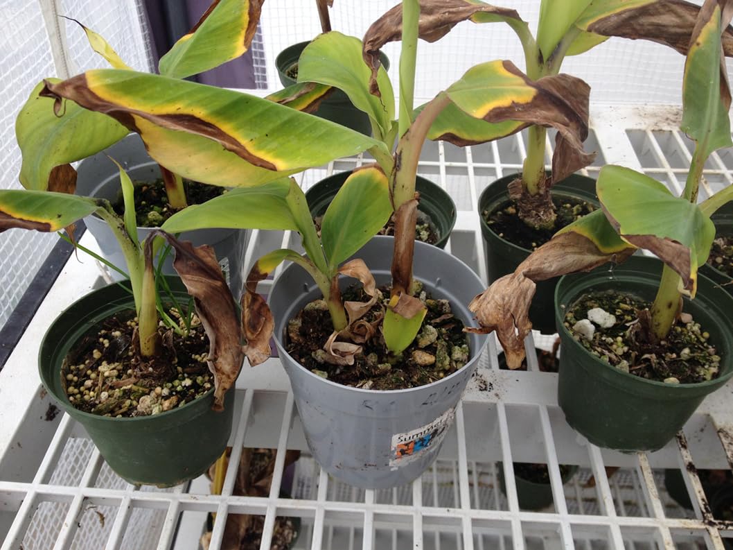 "Goldfinger" Dwarf Banana Plant TreeRare - Fhia-01 - Goldfinger Desert Banana