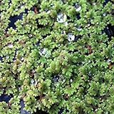 WASSERPFLANZEN WOLFF - eine Portion Azolla filiculoides – Großer Algenfarn - Feenmoos | Schwimmpflanze für Aquarium & Teich | Pflegeleicht & Schnellwachsend | färbt sich im Sommer kräftig Rot