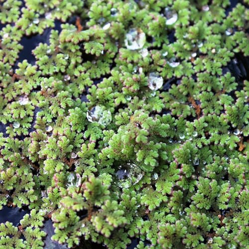 WASSERPFLANZEN WOLFF - eine Portion Azolla filiculoides – Großer Algenfarn - Feenmoos | Schwimmpflanze für Aquarium & Teich | Pflegeleicht & Schnellwachsend | färbt sich im Sommer kräftig Rot