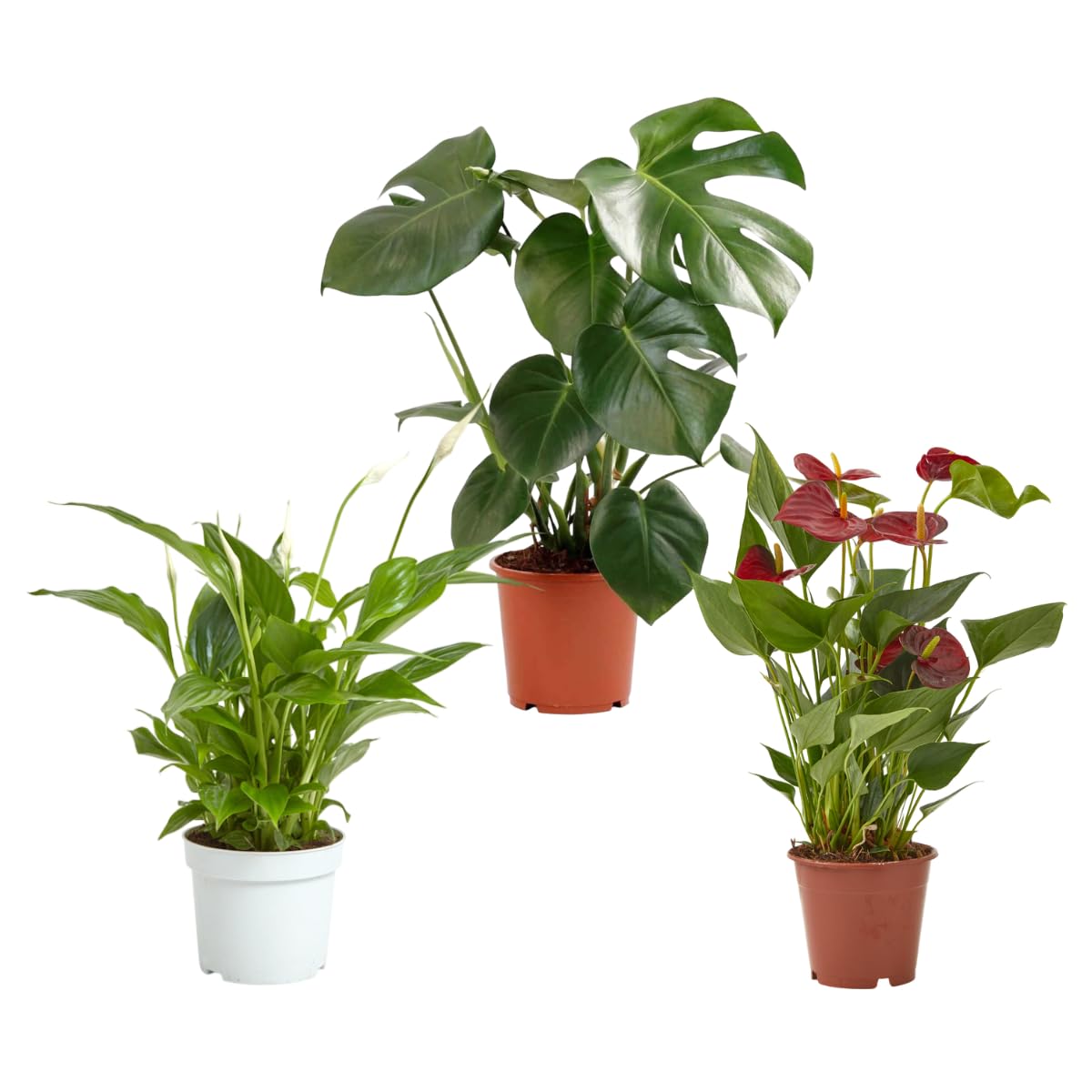Verdecora Pack Plantas Ornamentales de Interior en mactea Ø13cm: Spathiphyllum, Anthurium Rojo y Monstera | Plantas Elegantes y Purificadoras | Ideal para Hogar u Oficina