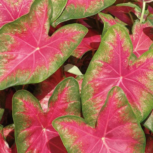 Caladium Flower Plant Live for Home Garden Pack of 5 Bulbs By Zabbus (B0BT7S26J4) Amazon Price History, Amazon Price Tracker