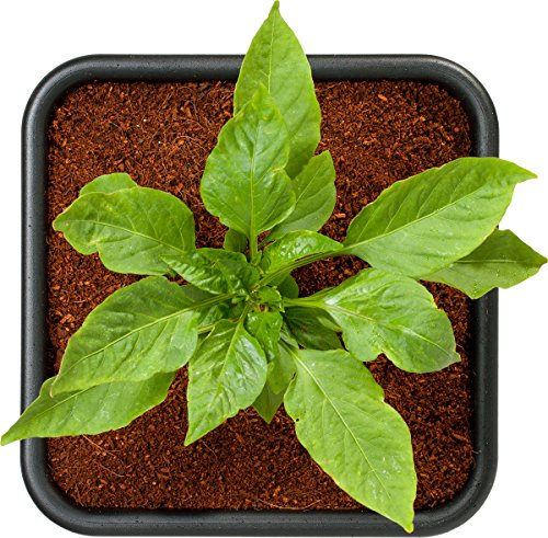 Hydrofarm Grow!T JSCMIX15 Coco Coconut Fiber Garden Soilless Growing Medium Soil Alternative, Conditioner, and Base, 1.5 Cubic Foot Spread, 24 Pound Bag - Image 3