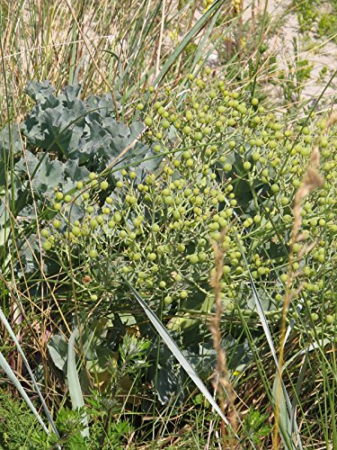 Jarmuż morski (Crambe maritima) 10 nasion Jarmuż morski Jarmuż plażowy Jarmuż przybrzeżny