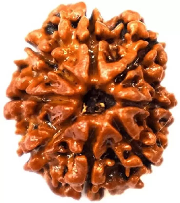 ShivTantar Eight mukhi Rudraksha Natural Bead & Certified, Astrological Eight Mukhi Rudraksha Bead/Faced Rudraksha | Positive Effect | Unisex Both for Men & Womenx06-image-20