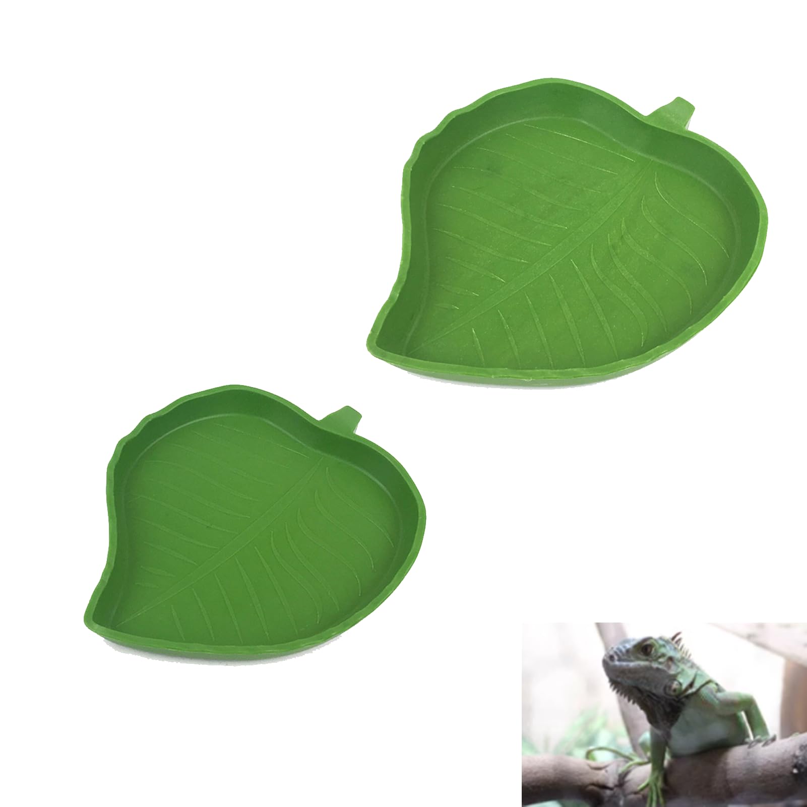 Amazon | PAVIKE クレステッドゲッコー 飼育セット - トカゲ用 水入れ