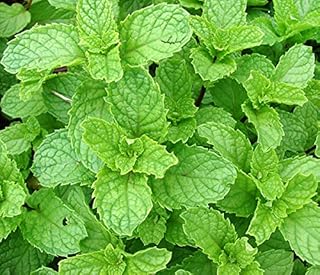 Heirloom 200 Seeds Spearmint Mentha Spicata Mint Pennyroyal Herb Perennial Flower Seeds A019