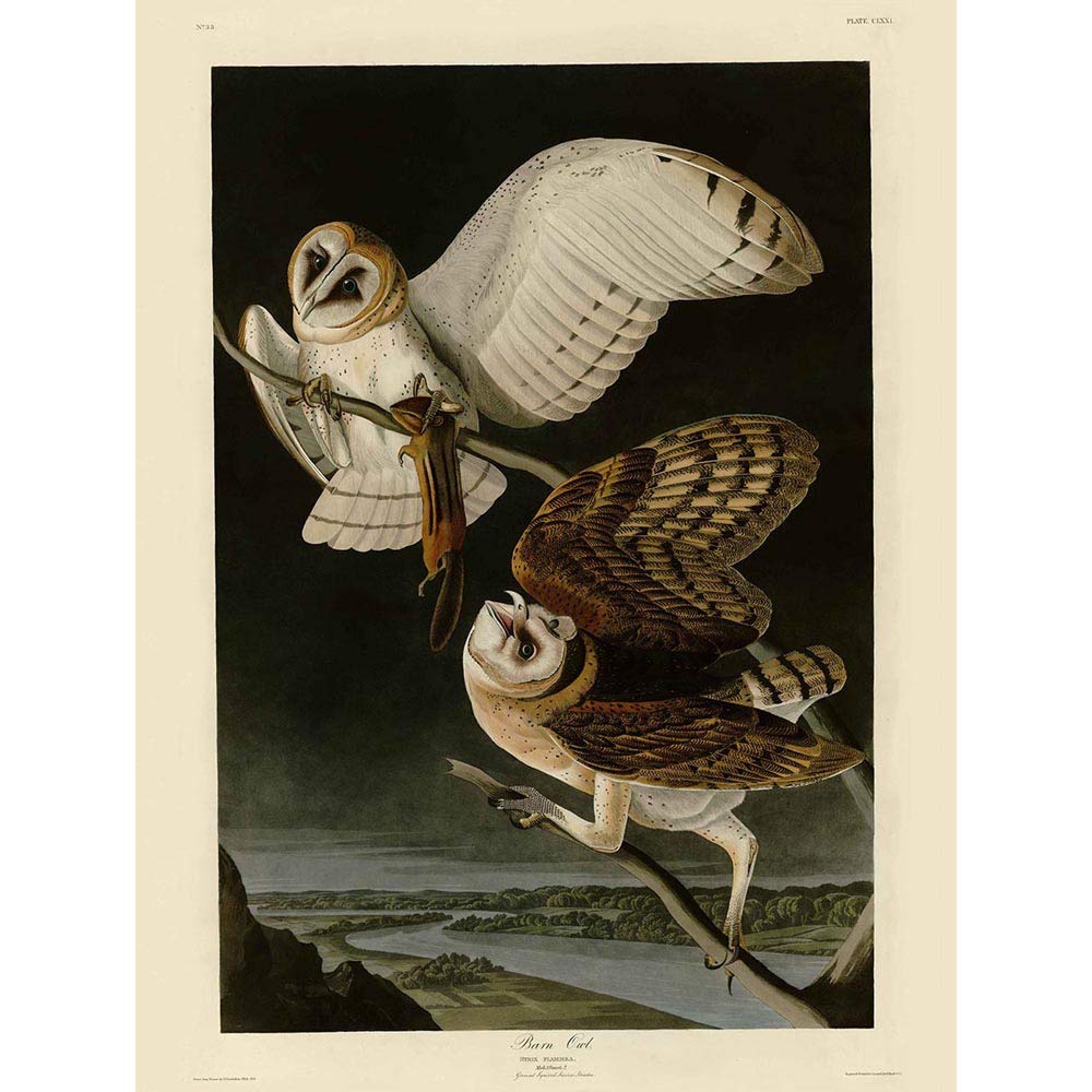 Wee Blue Coo Painting Book Page Birds America Audubon Barn Owl Art Print Poster Wall Decor 12X16 Inch