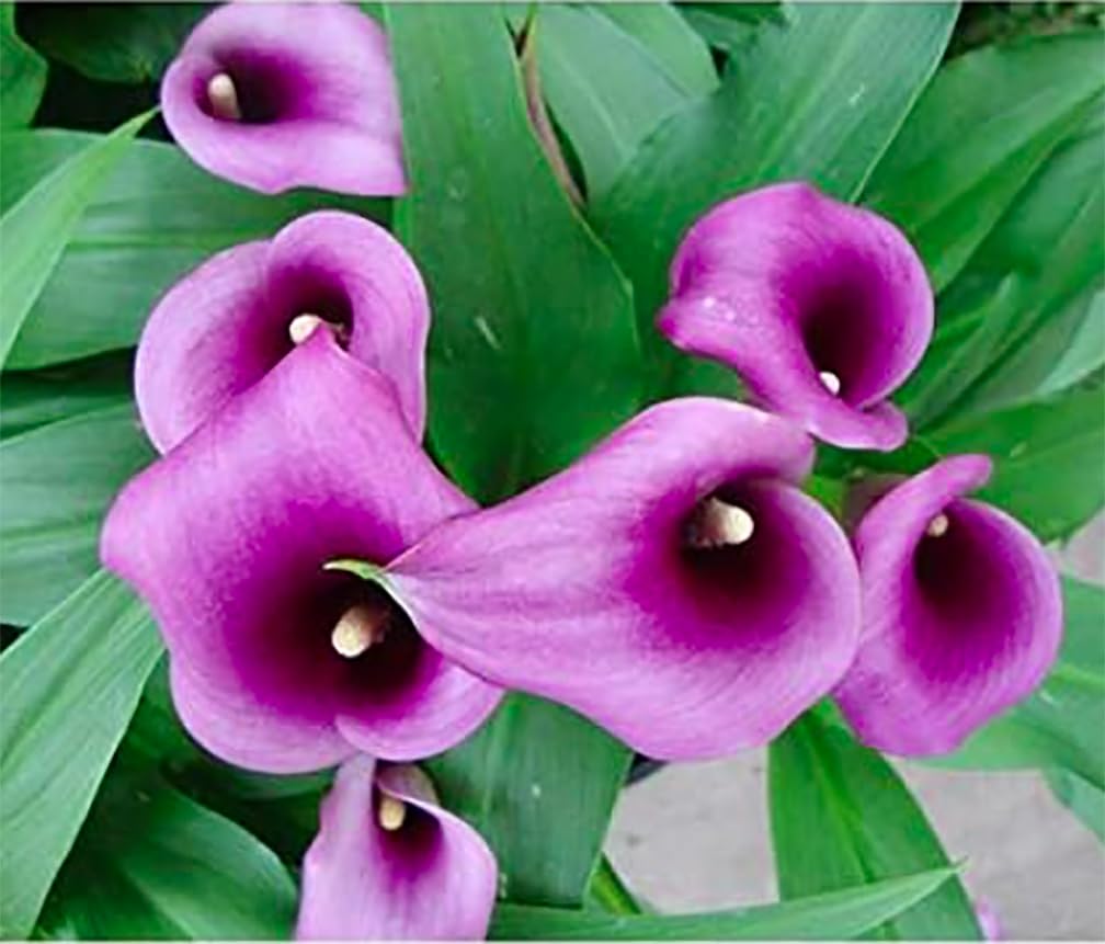 Paco Calla Lily Bulb - Graceful, Medium Height