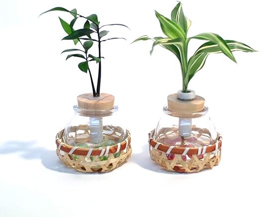 Amazon セラハイト 良縁を結ぶ梛 ナギ の木 幸福の木 ドラセナ サンデリアーナビクトリー と タマビン 籐籠 ２個セット 土なし 清潔 水やり簡単 セラハイト 観葉植物 オンライン通販