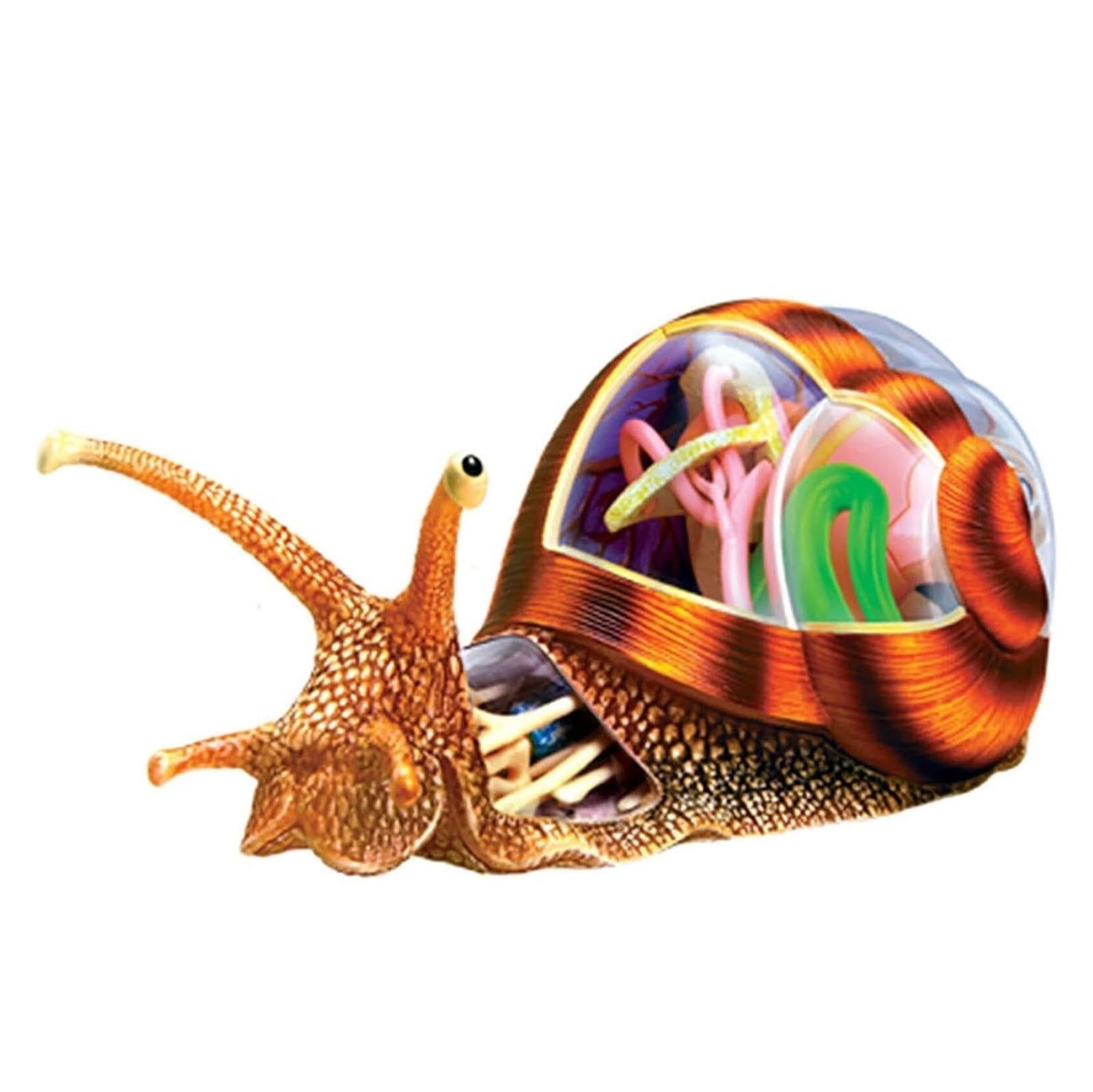 Amazon.com: 4d Vision Snails Anatomy Model, 32 Bodies and