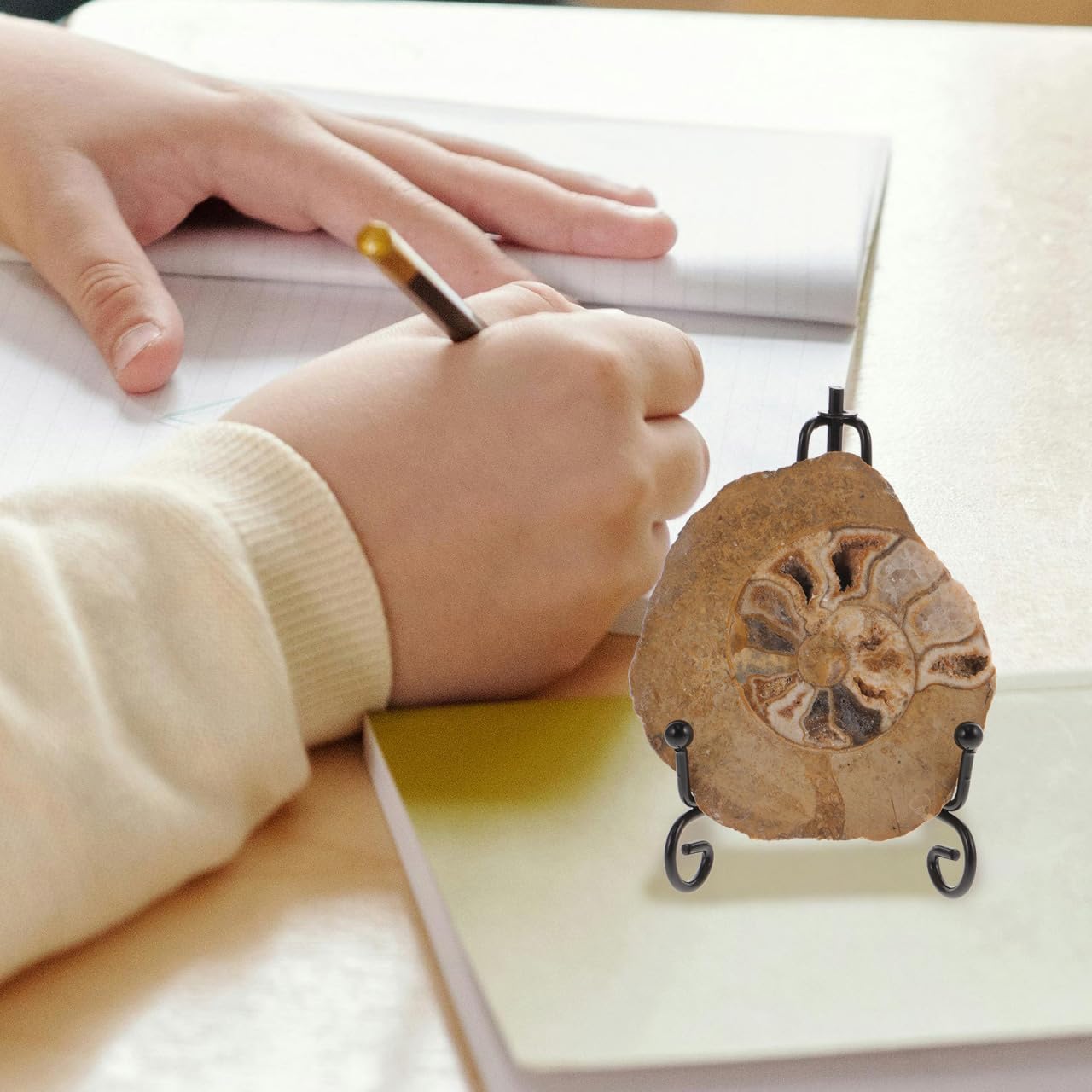 Gatuida Fossile Di Ammonite Con Supporto: Campione Di Pietra Fossile Di Ammonite Naturale Campione Di Conchiglia Da Collezione Sottobicchiere Disco Artistico Minerali Di Ammonite Modello