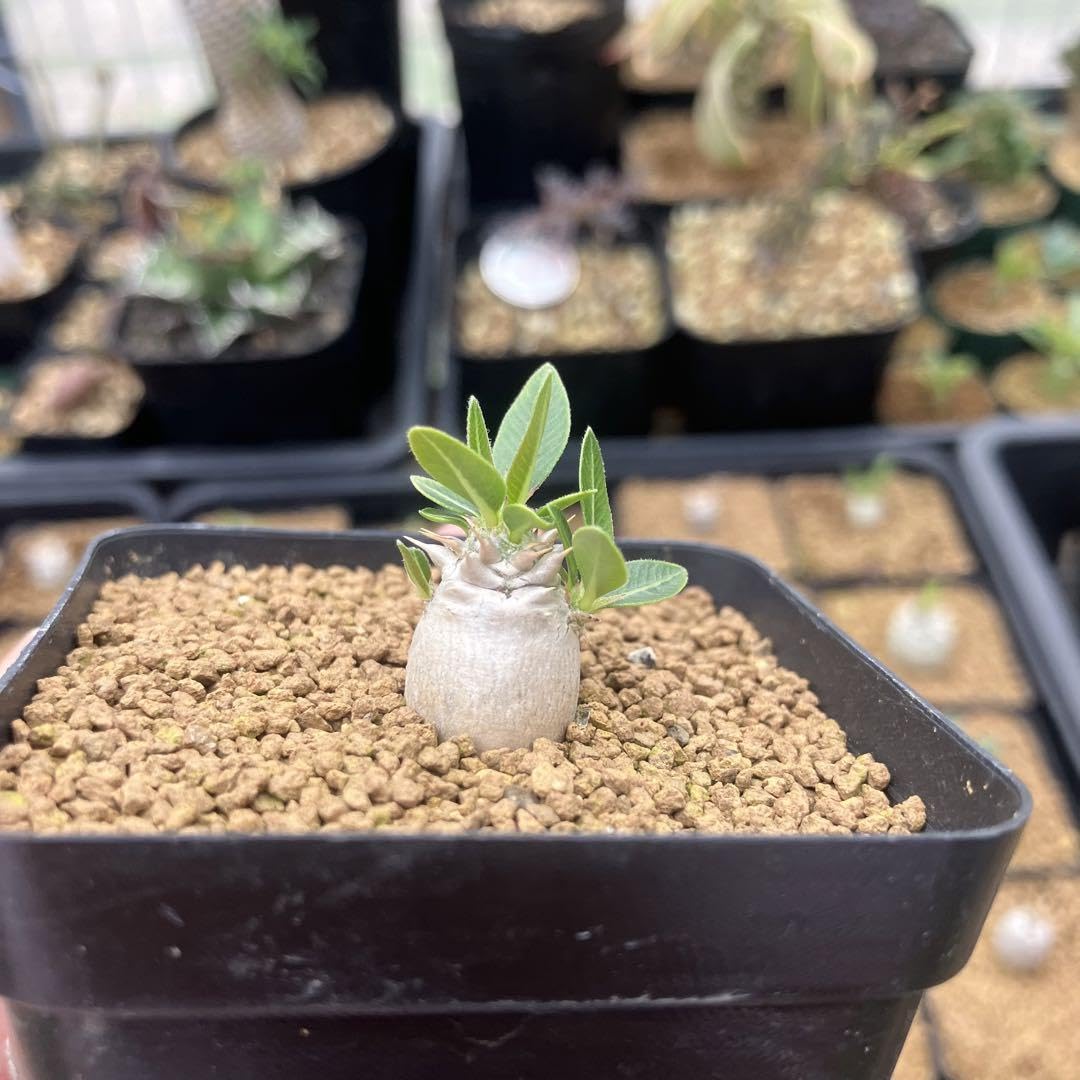 オペルクリカリア ヒファエノイデス パキプス コーデックス｜塊根植物 