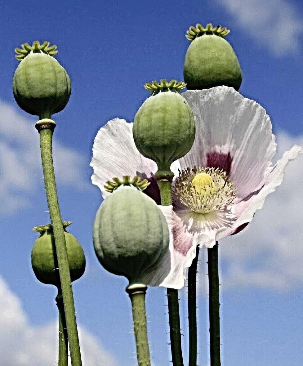 Echter Schlafmohn Samen, Papaver somniferum, Blaumohn (50.000 Samen)