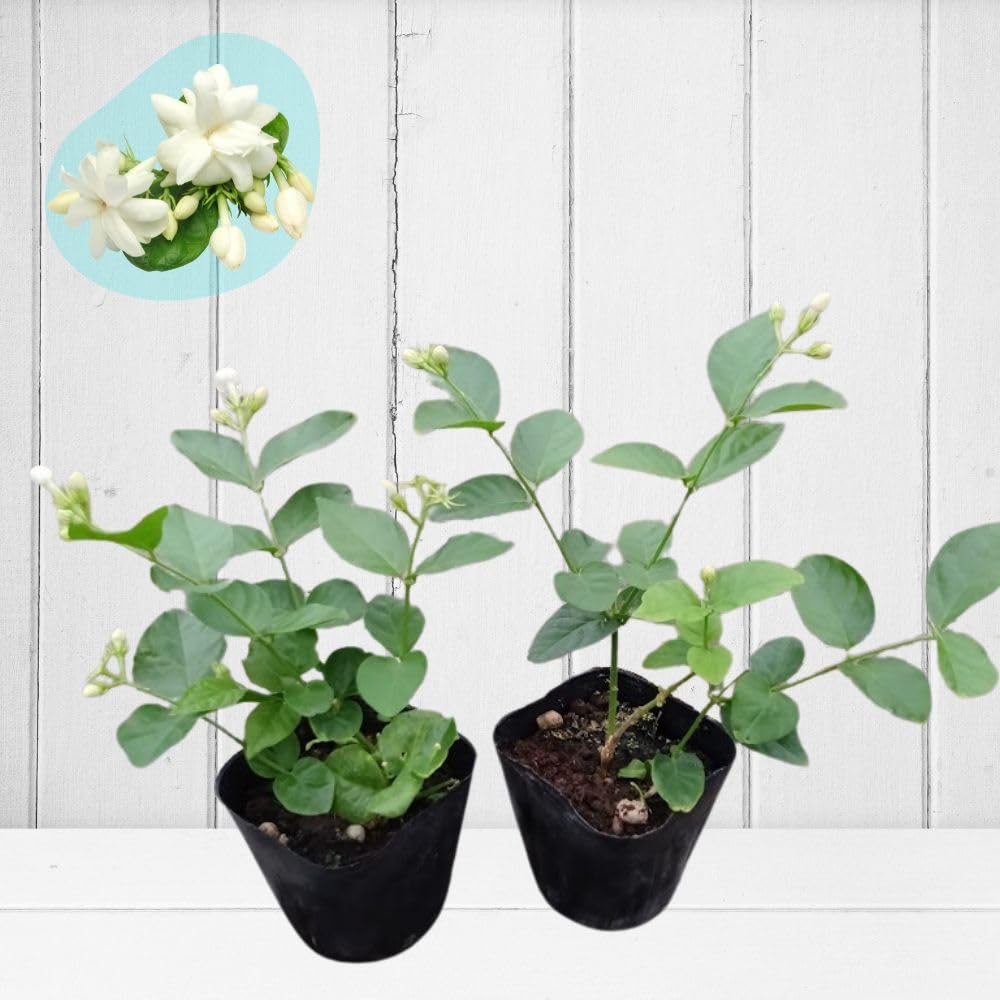 Amazon.co.jp: 《 ピカケ ジャスミン ポット苗 2株 》 マツリカ 茉莉花