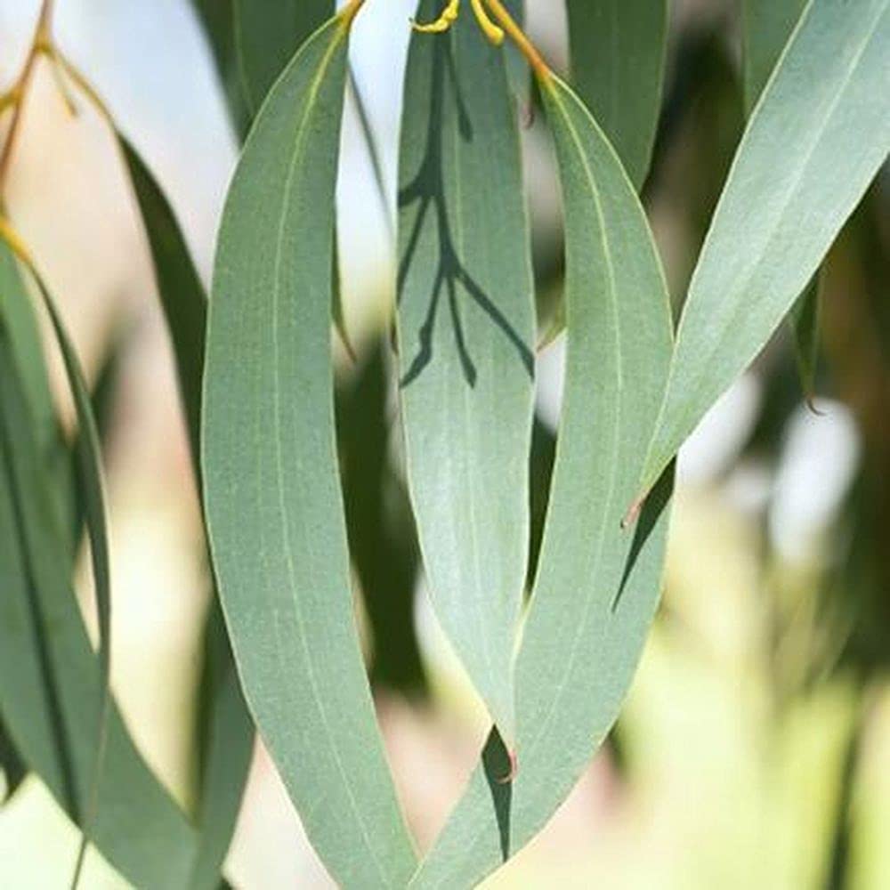Live Green Plant Seeds | Eucalyptus White/Safeda Seeds/White Gum Eucalyptus alba Plant Seeds For Home (Pack of 10gm 1000+ seeds) (B0995JN1FC) Amazon Price History, Amazon Price Tracker