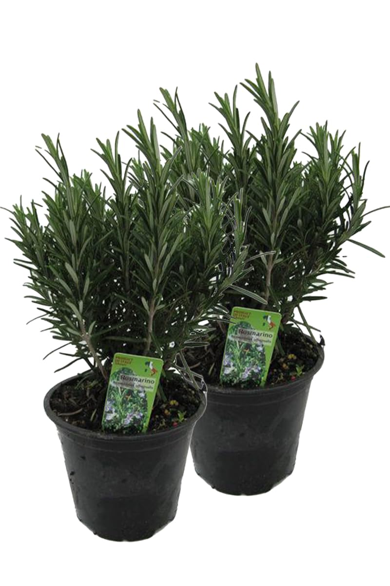 2er Set XXL italienischer Rosmarin im Topf - Rosmarinus officinalis