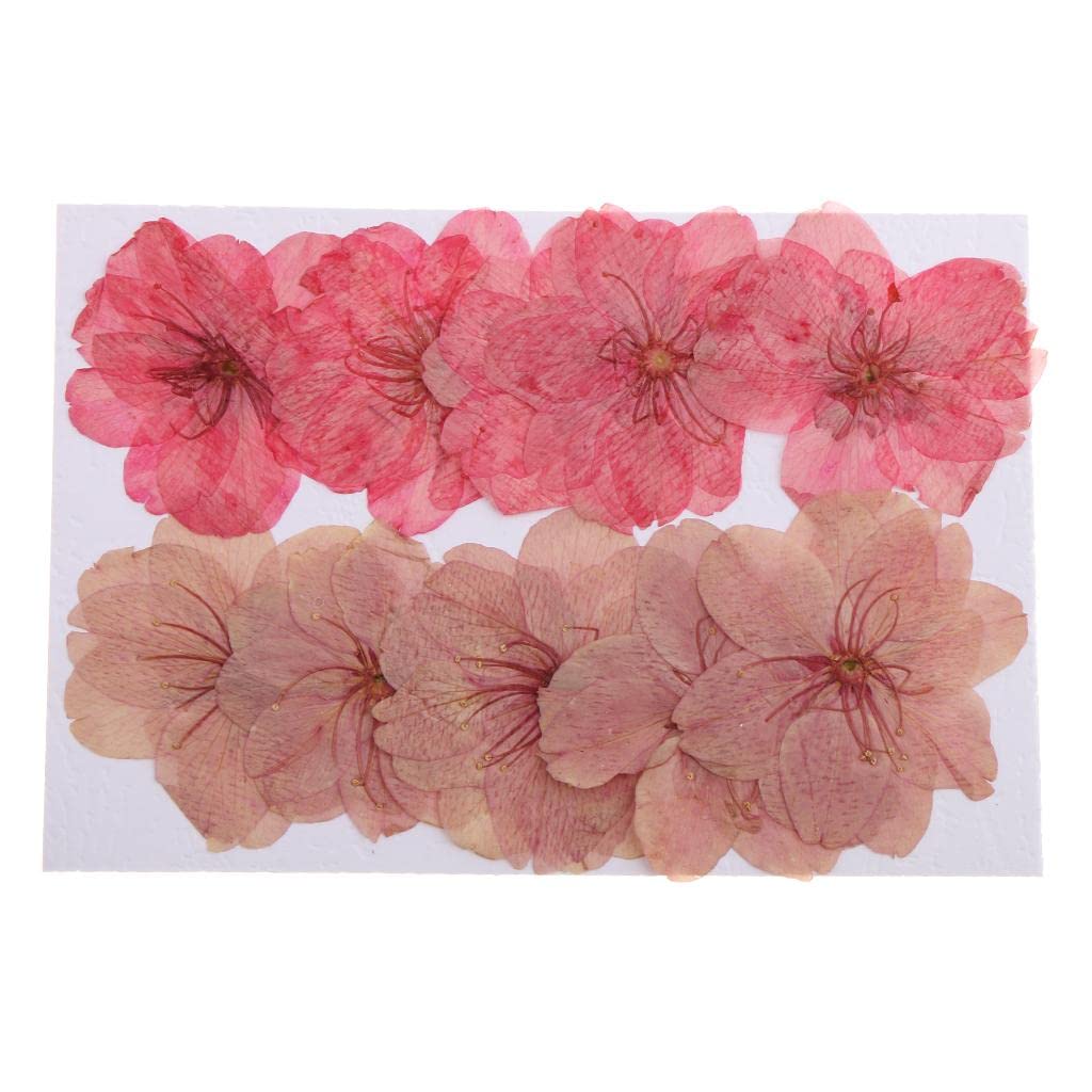 calandis CALANDIS® 10 Pieces Natural Pressed Dried Sakura Flower Cherry Blossom for DIY Arts Crafts-picture-15