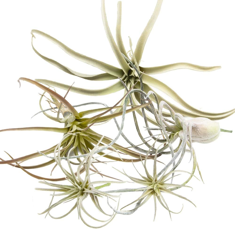 CHIVE Artificial Air Plants — Bulk Set of 5, Small — Ultra