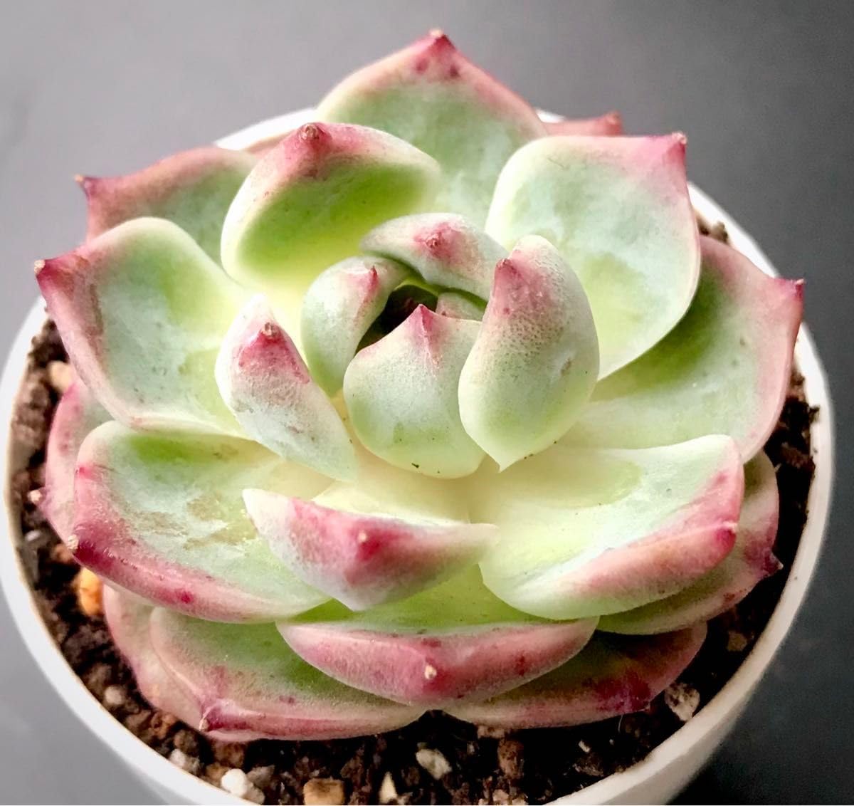 美苗シルエット大苗 美苗シルエット大苗 【公式通販】