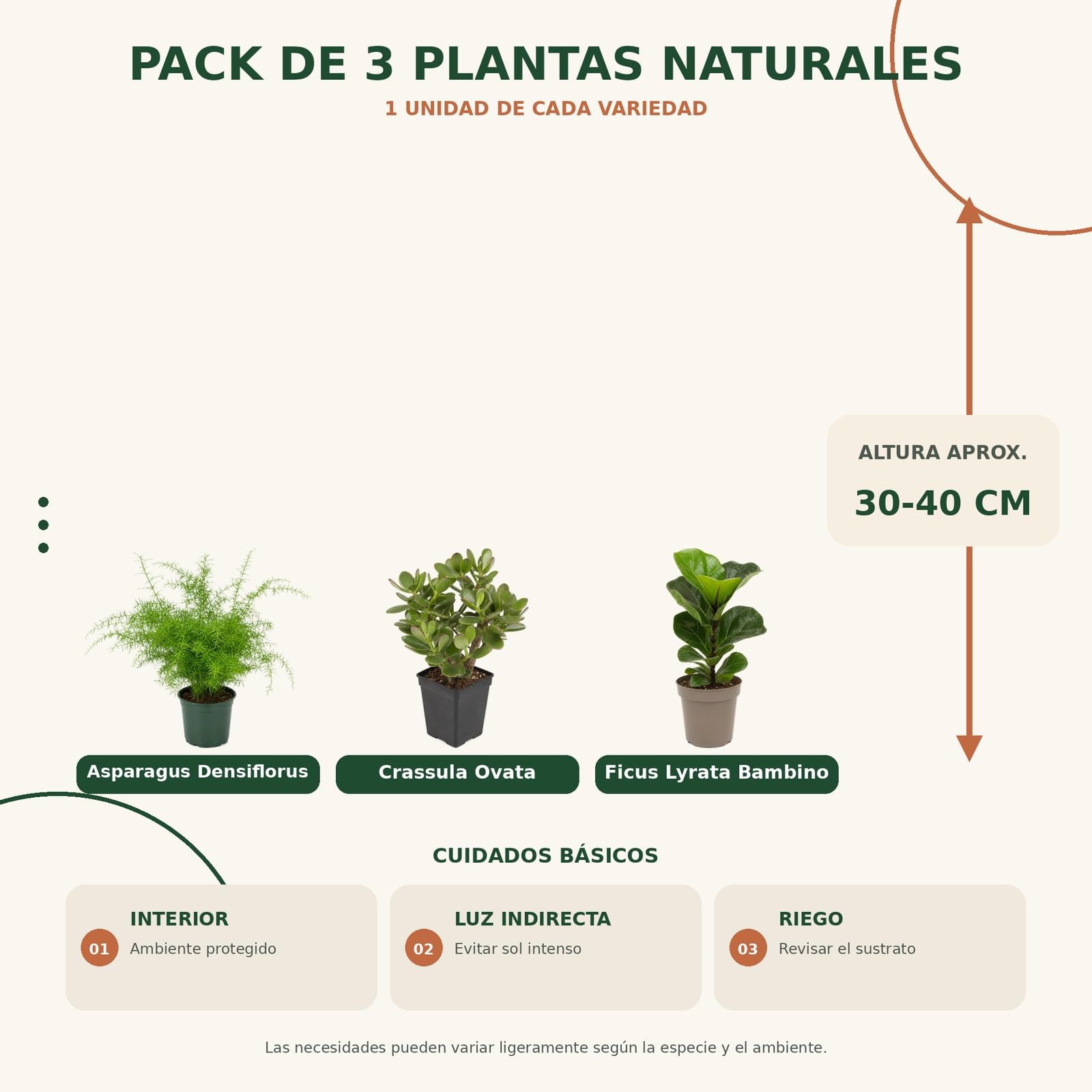 DECOALIVE Pack 3 Plantas Naturales: Colección para Principiantes