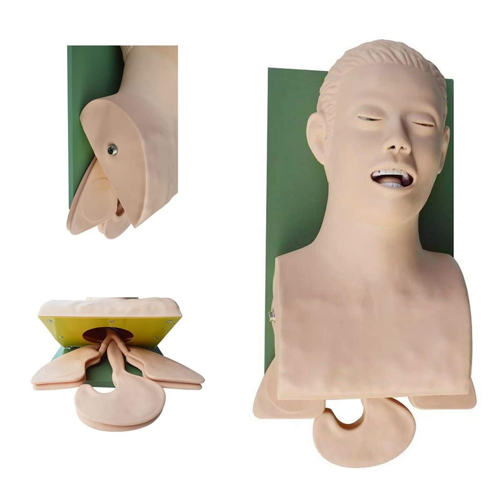 Intubazione tracheale dell'istruttore della gestione delle vie aeree, modello di insegnamento del manichino di intubazione adulto del PVC, educazione del laboratorio scientifico, 220V