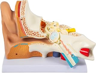 Human Ear Model Anatomy, 5X Enlarged Anatomical Model of Ear Display Outer, Middle, Inner Ear Model for Anatomy and Physiology Study