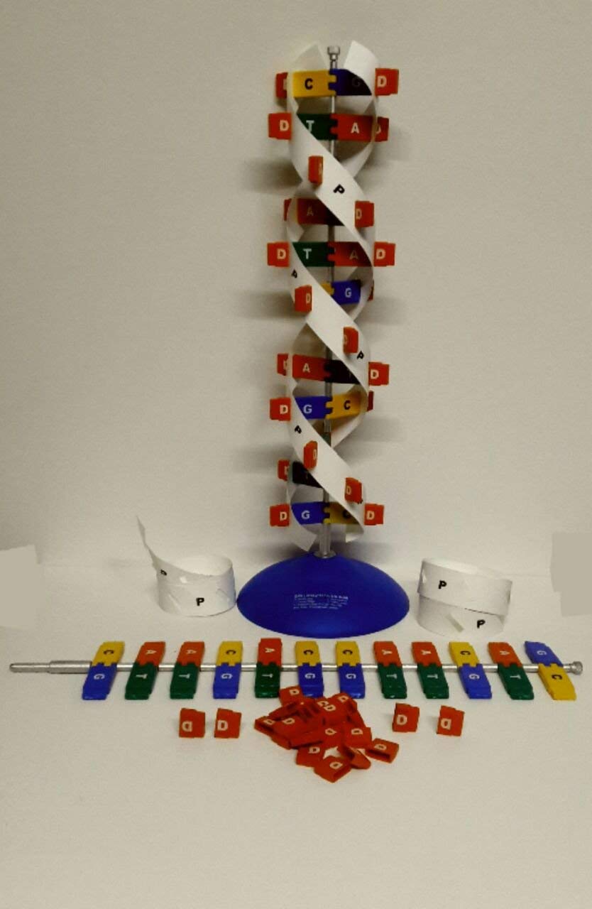 Navkar Systems DNA Model Plastic