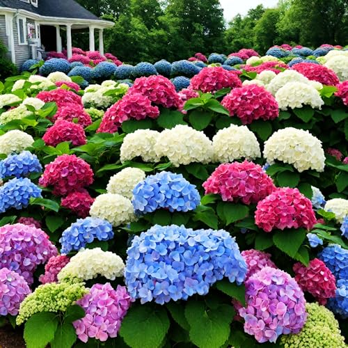 50+ Mixed Color Hydrangea Seeds for Planting, Hydrangea Giant Snowball Shrub, Flower Plant Wedding, Outdoor Garden - Potted Plants