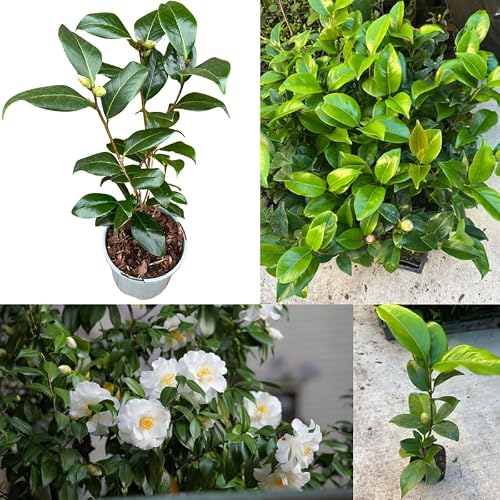 Camellia White 4 inch pot