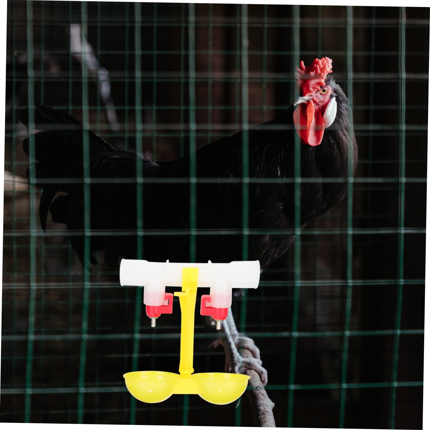 Abbeveratoio per Galline Automatico 10 Pezzi in Acciaio Inox | 360° Nipples, Erogazione Automatica Dell'acqua, per Pappagalli e Altri Uccelli
