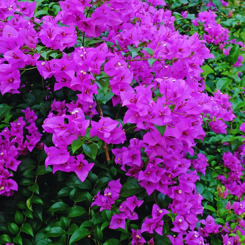 Purple Bougainvillea Flowering Plants, 2 Starter Bougainvillea Trees from 4 Inches Tall, Bougainvillea Plants Live Outdoor Garden, Bougainvillea Live Plants