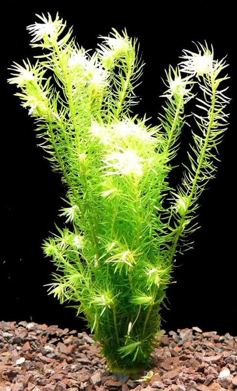 Foxtail aquarium live plant (Pack of 14) (B0CWLNH6B3) Amazon Price History, Amazon Price Tracker