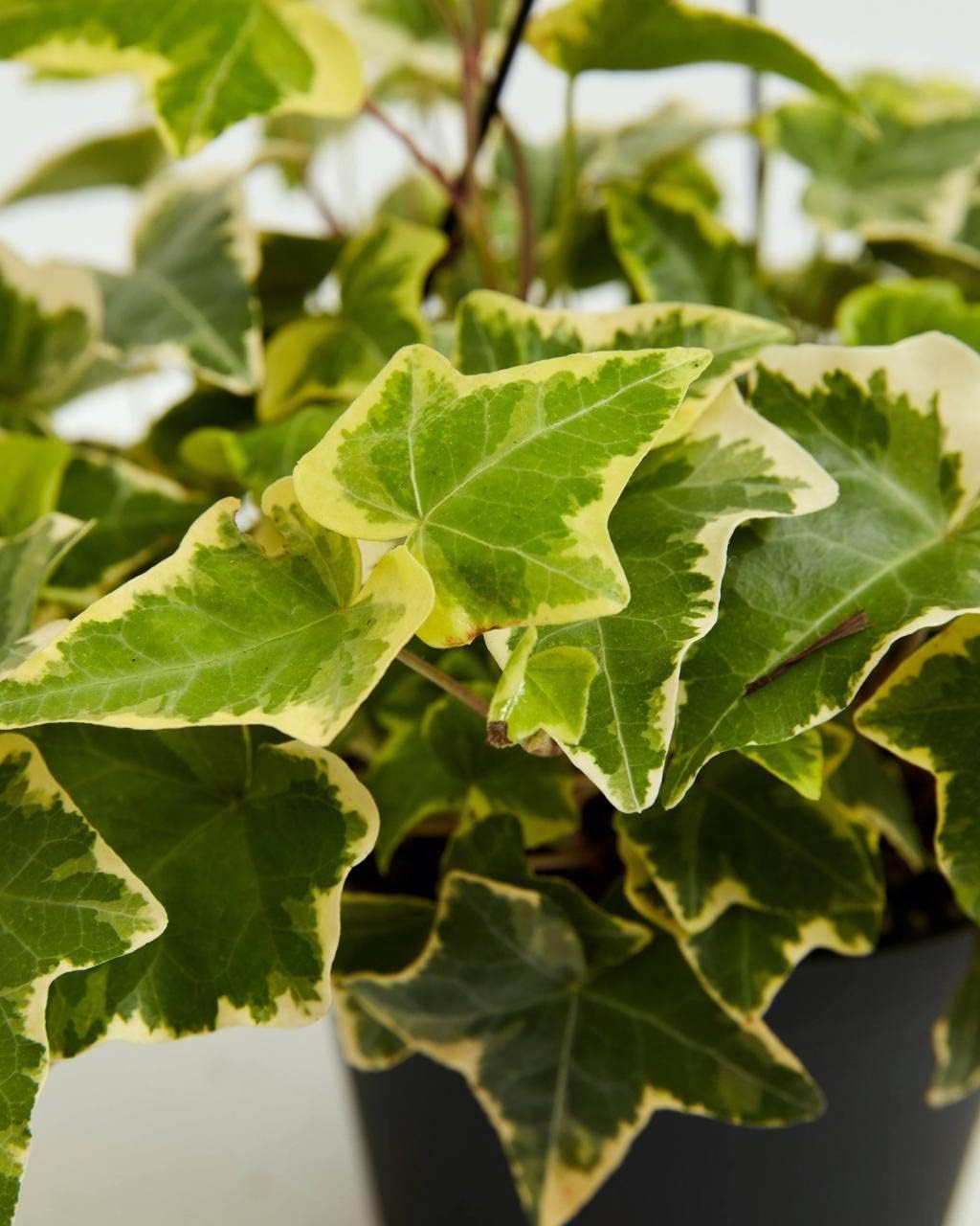 Golden English Ivy - 4 Live Plants in 3 Inch Pots - Hedera Helix - Beautiful Easy Care Indoor Air Purifying Houseplant Vine